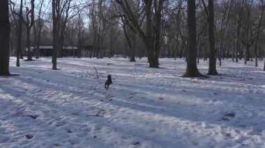 Siyah-gri, genç, minyatür bir schnauzer akşamleyin bir kış parkında karda yürüyor. Köpek sopadan sonra koşar. Köpeğin sahibi ona gider..