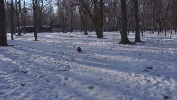 傍晚时分，一辆黑色和灰色的迷你雪纳车在雪地里穿行，停在冬季公园里。狗追棍子跑. — 图库视频影像