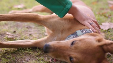 Güzel, mutlu, melez bir köpeği okşayan bir kadın.