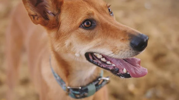 Gelukkige gemengde kaart race hond met zijn tongval uit. Huisdieren als beste vrienden — Stockfoto