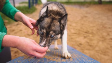 Köpek eğitmeni Batı Sibirya layasını çokgen üzerinde eğitiyor. İtaatkar köpeğe ziyafet çekiyorum.