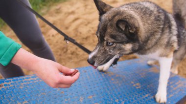 Köpek eğitmeni çokgen üzerinde Batı Sibirya layasını eğitiyor.