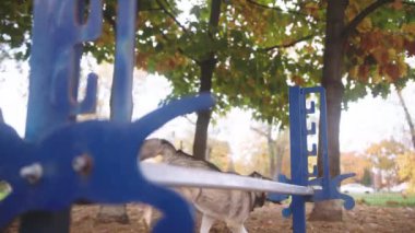 Köpek eğitimi. Batı Sibirya lavı ve karışık şema çeviklik engelinin üzerinden atlıyor