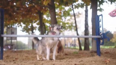 Köpek eğitimi. Batı Sibirya layası ve karışık şema çeviklik engelini aşıyor. Yavaş çekim