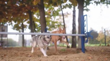 Köpek eğitimi. Batı Sibirya layası ve karışık şema çeviklik engelini aşıyor. Yavaş çekim