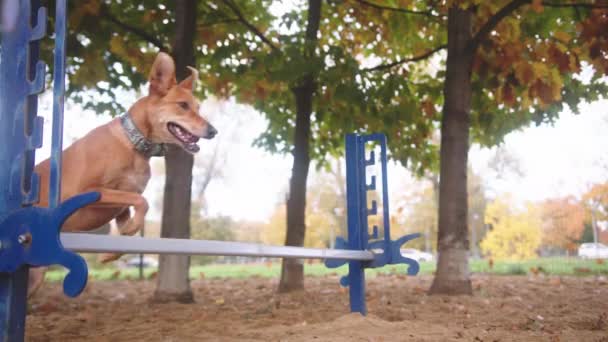 Gemengde ras hond springt over behendigheid horde in slow motion — Stockvideo