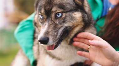 Kadın köpek eğitmeni Batı Sibirya layasını kucaklıyor ve okşuyor. Yakın çekim.