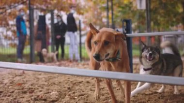 Karışık çizelge köpek çeviklik engelinin üzerinden atlıyor. Yavaş çekim. Yakın çekim.