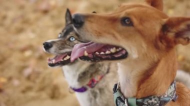 Kapatın. Güzel batı Sibirya laika 'sı ve kumların üzerinde oturan melez köpek. 