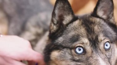 Batı Sibirya Husky 'si tasmalı efendisinin yanında oturuyor.