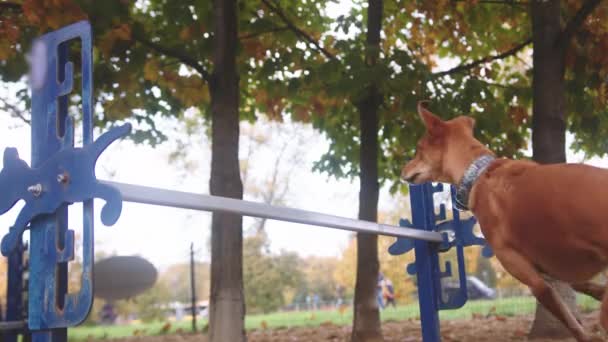 敏捷性のハードルを飛び越える従順な混合チャート犬。スローモーション — ストック動画