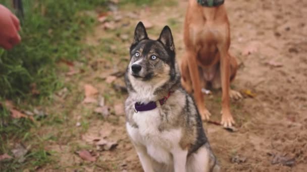 Sluit maar af. Mooie West-Siberische laika en gemengd ras hond zitten in het zand en vangen traktatie gegooid door vrouw trainer — Stockvideo