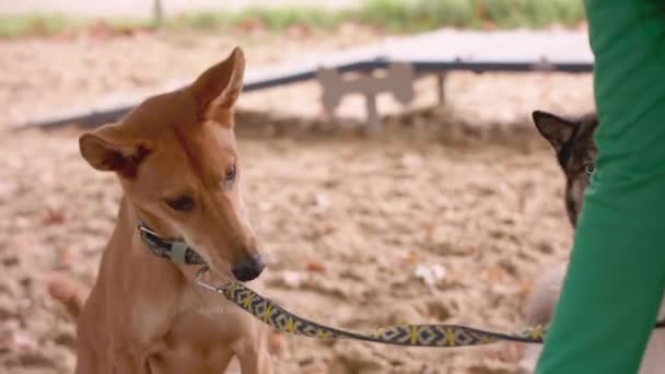 Perro de raza mixta comiendo un regalo de la mano de un entrenador — Vídeo de stock