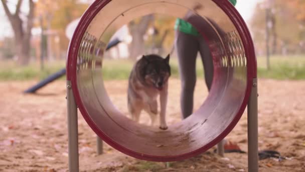 Westsibirische Laika läuft durch den Agilitätstunnel. Hundeausbildung — Stockvideo