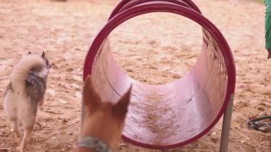 Kadın köpek eğitmeni karışık cins köpek ve batı Sibirya layasını çeviklik tünelinde koşması için eğitiyor.