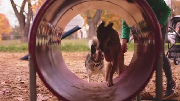 Kvinna hund tränare undervisning blandras diagram hund och västra Sibirien laika att springa genom agility tunneln — Stockvideo