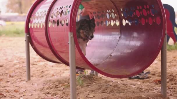 Западная сибирская лайка бежит через тоннель ловкости. Медленное движение. Обучение собак. — стоковое видео