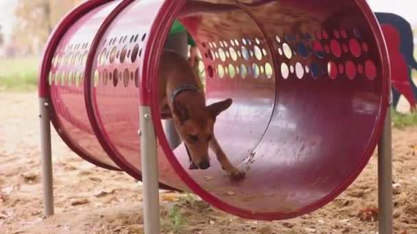 Hundträningskoncept. Vackra blandade diagram hund som löper genom agility tunneln. — Stockvideo