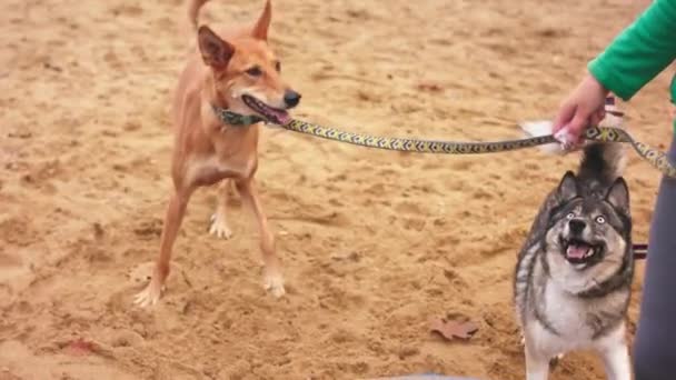 Honden uitlaten. Jonge vrouw hondentrainer houdt 2 honden aan de lijn en leert hen de obsticle te beklimmen — Stockvideo