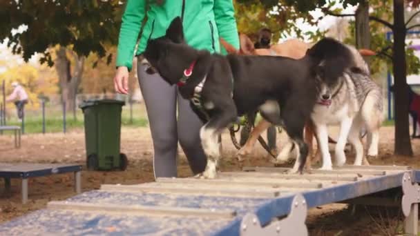 Νεαρή γυναίκα εκπαιδευτής σκυλιών λαμβάνοντας 3 σκυλιά πάνω από τη γέφυρα obsticle — Αρχείο Βίντεο