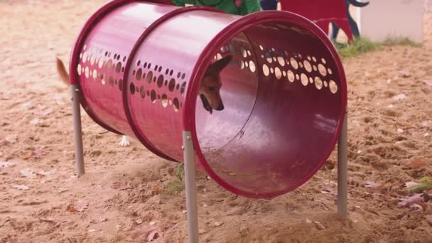 Тренировка. Западно-сибирская лайка и пёс смешанной породы бегут по туннелю. замедленное движение — стоковое видео