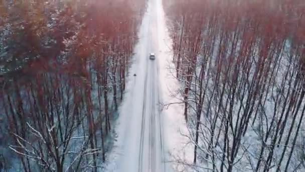 Paysages d'hiver. Voiture se précipitant à travers la route enneigée entourée de grands arbres sans feuilles. Suivre le tir — Video