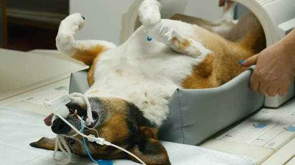 Veterinary and animal care. Doctor preparing dog to have lumbar spine MRI — Stock Photo, Image