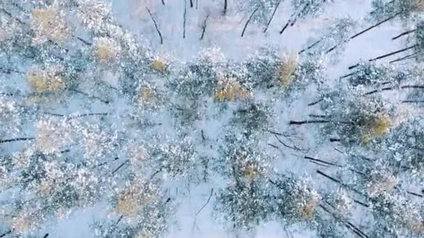 冬の雪に覆われた森の中の背の高い木の高い角度ビュー — ストック動画