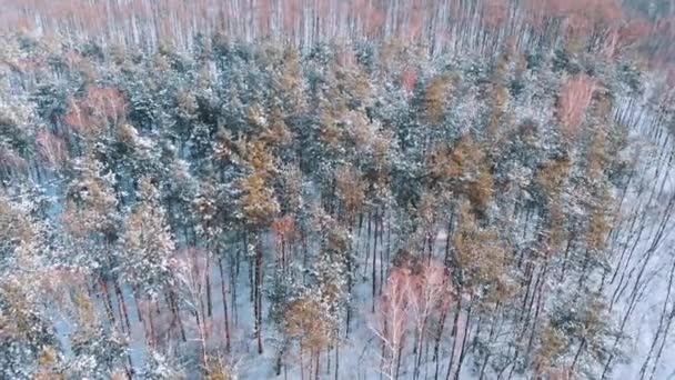 Paisaje invernal. Vista aérea del bosque cubierto de nieve. Disparo orbital — Vídeo de stock