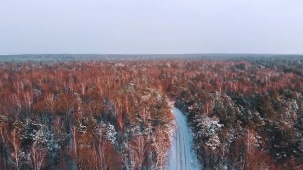 Paysage hivernal de la route entre de grands arbres sans feuilles. Aérien — Video