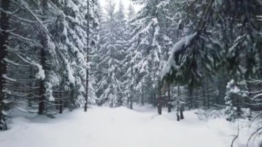 Ebedi yeşil ormanın kış manzarası. Dağdaki ormana düşerken çizilmiş.