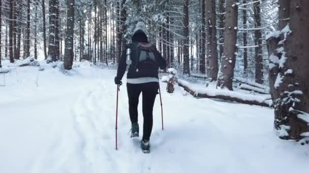 Baksidan av kvinnan på skogen. Längdskidåkning. Vitare sporter — Stockvideo