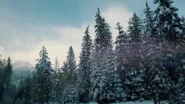 冬天的风景在被雪覆盖的高大松树林附近的路上旅行 — 图库视频影像