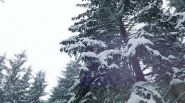 Ormandaki çam ağaçlarına kar yağıyor. Düşük açı görünümü