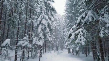 Karla kaplı uzun yeşil ağaçların güzel manzarası. Dağ ve kış mevsimi. Kar yağışıweather condition
