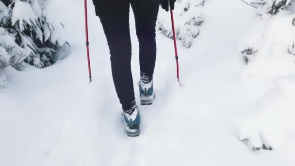 Ung kvinna längdskidåkning på vacker vinterdag i skogen — Stockvideo