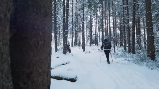 Mladá žena s batohem v teplých zimních šatech kráčí lesem s nebem. Běh na lyžích — Stock video