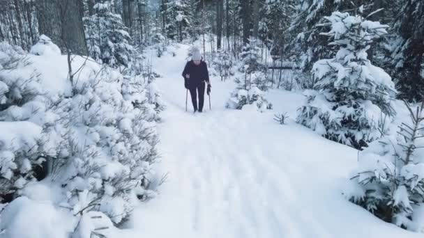 Téli vakáció. Nő sífutás a fenyőerdőben — Stock videók