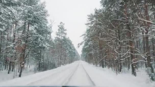 Зимова відпустка. Точка зору, знята з автомобіля, що їде по дорозі, вкритій снігом, оточена високими деревами — стокове відео