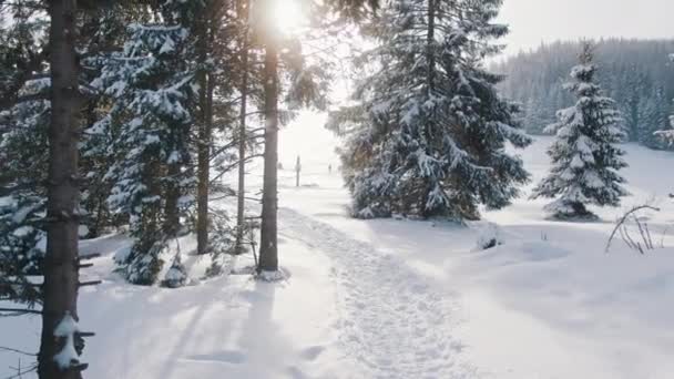 Droga przez zaśnieżony las. Drzewa w śniegu. Promienie słońca poranne — Wideo stockowe