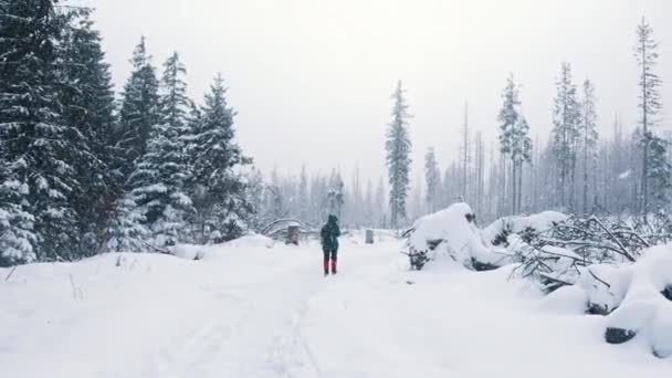 Caminhadas de jovens viajantes irreconhecíveis pela floresta coberta de neve — Vídeo de Stock