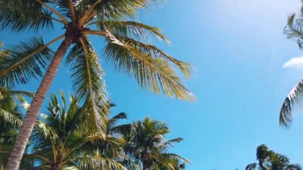Palmy nad jasně modrou oblohou. Tropická pláž pozadí. Snímek pod úhel — Stock video