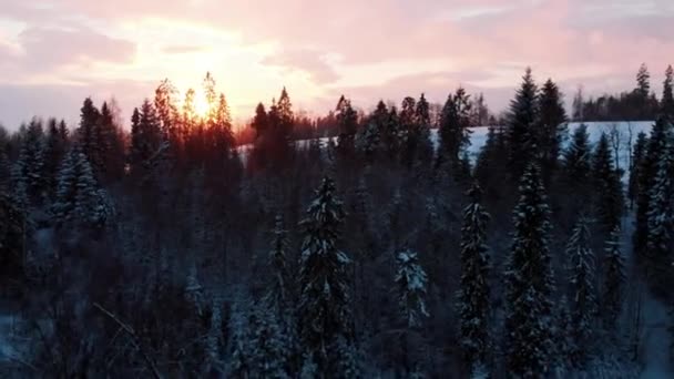 Goldene Stunde, Sonnenstrahlen über den immergrünen, schneebedeckten Bäumen während der Schneefallsaison — Stockvideo