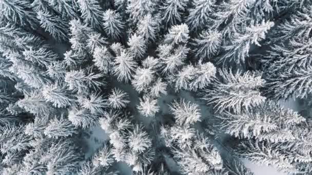 Schöner immergrüner Wald, der an einem verschneiten Tag in Schnee gehüllt ist. Luftaufnahme aus dem Hochwinkel — Stockvideo