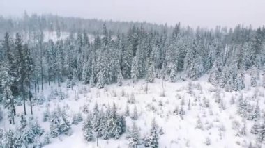 Kış karlı bir günde dağda sonsuz yeşil ormanın huzurlu kış manzarası. Havadan