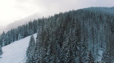 Kış karlı bir günde dağda sonsuz yeşil ormanın huzurlu kış manzarası. Havadan