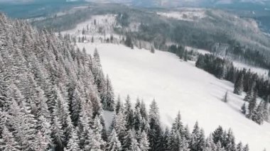 Polonya 'nın Zakopane Dağı' ndaki ebedi yeşil ormanın kış manzarası.