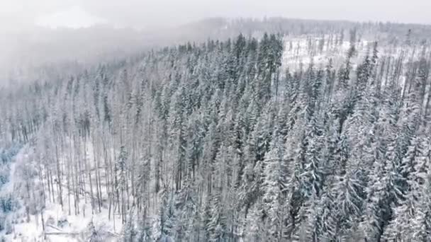 Zimowa sceneria wiecznie zielonego lasu na górze, Zakopane, Polska — Wideo stockowe