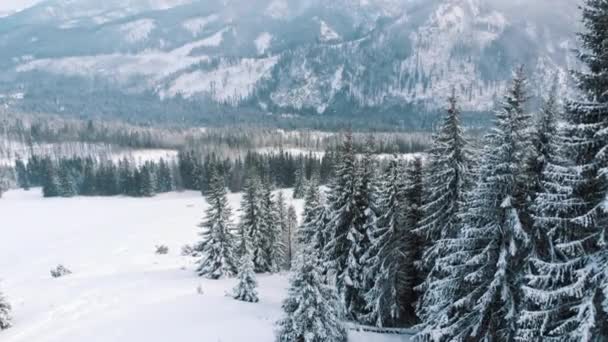 Дивовижні зимові пейзажі снігу вкриті вічнозеленим лісом з горами на задньому плані під час снігопадів — стокове відео