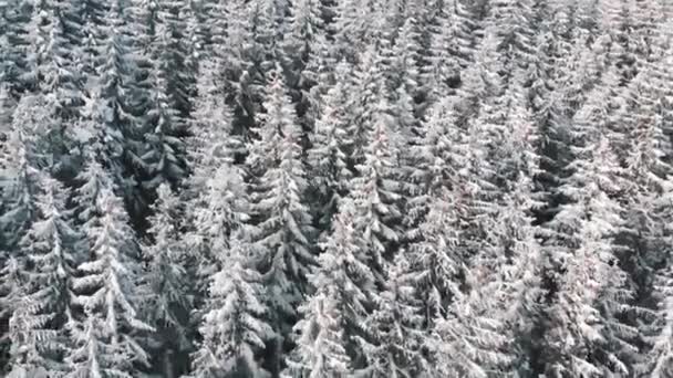 Idyllische winterlandschap van altijd groen bos op de berg in de winter besneeuwde dag. Luchtfoto — Stockvideo